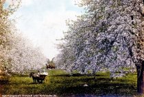 Bell Marguerite Orchard